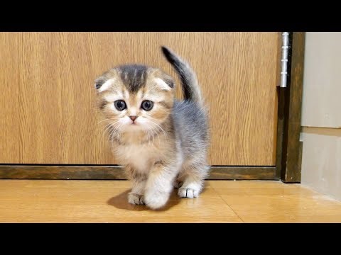 The kitten's reaction when he meowed and I petted him was so cute!