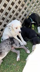 35 reactions · 22 shares | Catahoula Mix Puppies For Adoption DOB:...