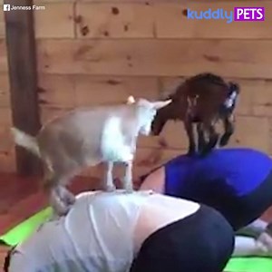 25K views · 805 reactions | Have you ever seen goats doing yoga? By: facebook.com/jennessfarm/?fref=nf | Kuddly Pets | Facebook