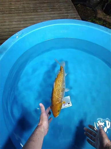 ginrin ochiba spécial takatatsu #koi #koikichi #fish #carp #fishing #koifish