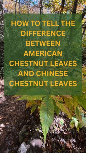 It can be tricky to tell the difference between various chestnut varieties. In this video, TACF staff membe Angus shows the differences between Chinese chestnut leaves and stems and American chestnut leaves and stems. | The American Chestnut Foundation