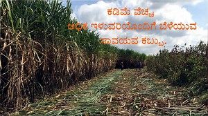 99K views · 565 reactions | Guide for #organic #sugarcane farming...