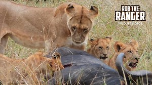 258K views · 8.3K reactions | Lions of the Fig Tree Pride enjoy a buffalo meal! | Rob The Ranger Wildlife Videos | Facebook