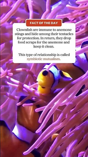 Clown fish and anemones!