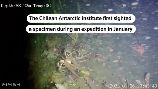 11K views · 136 reactions |  Scientists discovered a rare species of sea lily off the coast of Antarctica. Sea lilies use their many arms to move through the water and to feed on floating particles, marine biologist Sebastian Menendez said | Reuters | Facebook
