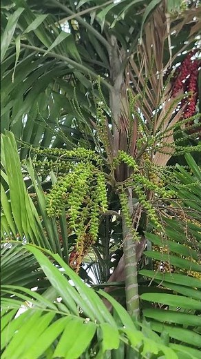 Alexander Palm Fruit #plantlovers #flowers #greenlove #nature #flowergarden #garden #flowervideo
