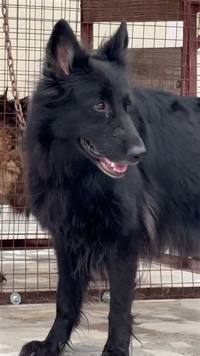 Most dangerous dog breed #blackgermanshepherd #germanshepheard #puppy #gsds #germanshepherd