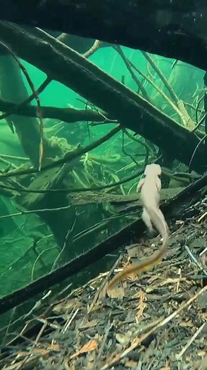 found some newts swimming in a lake #newt #lizard #salamander #swimming #aquaticlife #marine #nature
