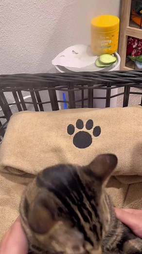 57M views · 1.5M reactions | These cats live a better life than me. 殺 - Cre: dontstopmeowing via Tiktok - #kitten #cat #reels #viralreels #cute | PurryandWaggy | Facebook