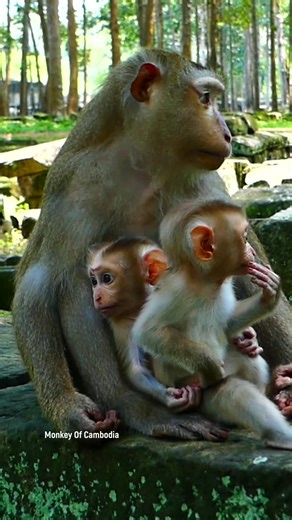 8K views · 145 reactions | Witness the Heartwarming and Funny Reactions of Two Little Monkeys as They Hear Their Fellow Monkeys Fighting, Screaming, and Creating a Comical Commotion Nearby #babyanimals #reelsfb #leo #wildlife #animals #rainbow #Luna #monkey #cuteanimals #lynx #fblifestyle | Monkey Of Cambodia | Facebook