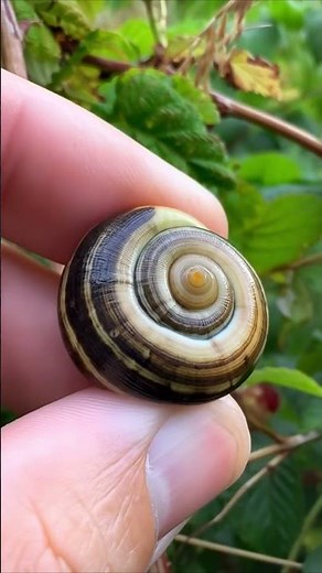 Pseudo-Snail / Ложная улитка (Pseudocochlea mollis)