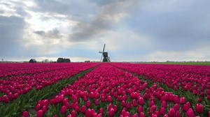 Aerial View Vibrant Tulip Fields Traditional Stock Footage Video (100% Royalty-free) 3589648919 | Shutterstock