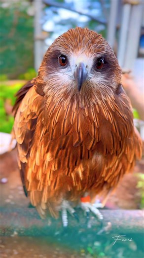 初めて見るトンビの勇壮な旋回