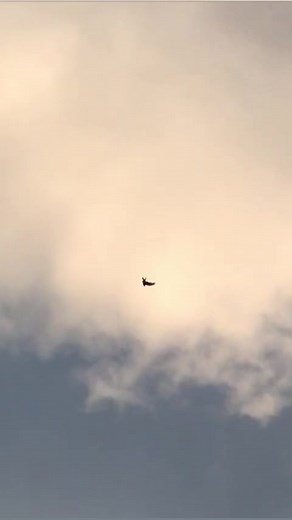 Donek spinner in action! 📷 by @gimimemeti | Pigeons