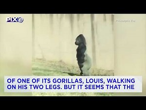 Video captures gorilla walking upright — to keep his hands clean