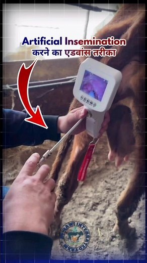 Advanced method of doing AI #artificialinsemination #goat #cow #buffalo #cattle #goatfarming #ai ...