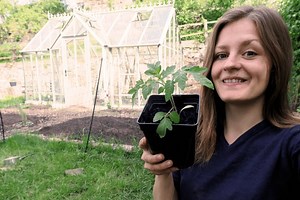 Freut ihr euch genauso auf die Tomatenernte freut wie ich?? 🍅 Tomaten anbauen geht auf dem Balkon, im Hochbeet und im Gemüsegarten oder Gewächshaus. Nach der Aussaat steht in der Anzucht im Haus das Pikieren und Umtopfen der Tomatenpflanzen an. 😍 #tomaten #tomatenanbau #tomatenpflanzen #anzucht #aussaat #gemüsegarten #balkon #fensterbank | Wurzelwerk