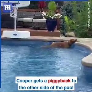 Even dogs have swimming lessons! ❤️🥺 via storyful | Daily Mail Video