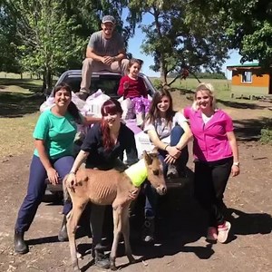 Hoy nos toca transmitirles una noticia que nos partio el corazón, nuestro chiquito hermoso #Rey fallecio. La neumonia que veniamos combatiendo desde el dia 1 en que llego a nosotros nos gano la batalla dejandonos destrozados. Rey fue un potrillo muy especial, todos lo son, pero el era de esos pacientes que tocan el alma, que te hacen comprometerte. El era el primero en recibirte cuando llegabas al campo y estaba siempre buscando llamar la atencion, siempre cariñoso, muy celoso y muy mimado. Rey 