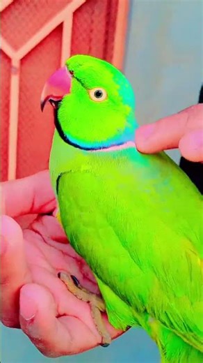 Cute Green Parrot Saying "Miyan Mithu Miyan Mithu" 🦜