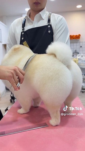 Cute Pomeranian Grooming | Dog Haircut Transformation