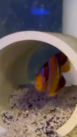 3.5K views · 34 reactions |  Add bold beauty to your reef! The...