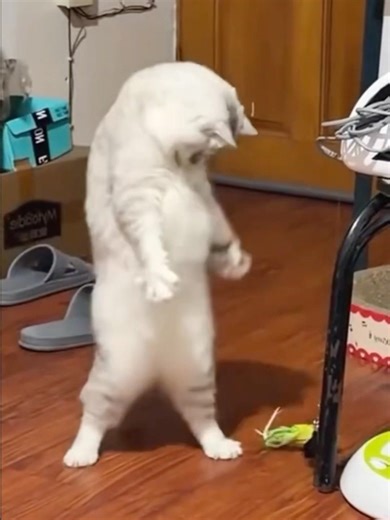 Scaredy Cats #cat #cats