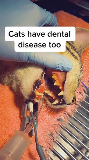 Understanding Cats and Dental Disease