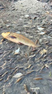 Real Mud Fishing | Fishing Village