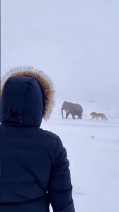 MASSIVE Mammoth Found in Antarctica 2025 #antarctica #discovery #woollymammoth #mammoth