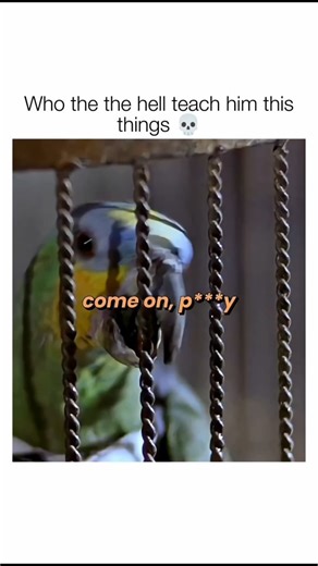 Mood on Instagram: "Crazy bird 😭💀 In Scary Movie 2, a group of college students is lured to a haunted mansion called "Hell House" for a school project, where they are tormented by a sinister presence and a madman. The film parodies haunted house horror movies like The Haunting through slapstick, gross-out humor, and parody. The students face a poltergeist, an animated clown doll, and a series of absurd, over-the-top scares and comedic battles. 日本利用压电瓷砖将脚步转化为电能。这些瓷砖捕捉来自你脚步的动能。当你行走时，你的重量和动作会对瓷砖产