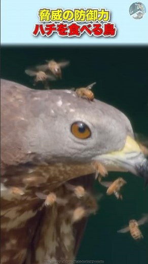 【脅威の防御力】スズメバチを食べる鳥ハチクマ#動物 #豆知識 #雑学