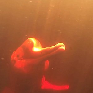 ️🎉 Dankzij onze supporters hebben onze Braziliaanse collega’s een geweldige overwinning behaald voor de roze rivierdolfijn (de boto)! ️Jaarlijks worden botos in de Amazone massaal illegaal afgeslacht om te eindigen als lokaas voor de vis piracatinga. Het vangen van de piracatinga was al verboden in Brazilië om het slachten van de boto tegen te gaan, maar in Colombia mocht de vis nog worden verkocht. 300.000 wereldwijde supporters vroegen de regering van Colombia de verkoop van de piracatinga te