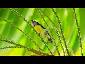 Tobago: watch the island come to life | National Geographic Traveller (UK)