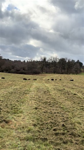 Sangliers Magnifiques en Compagnie