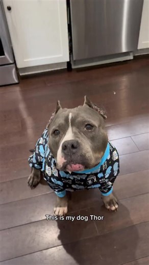 Laurel Green | With having so many rescue dogs, I’m always searching for new ways to learn about their pasts, and @embarkvet just gave me another hint 😍... | Instagram