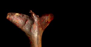 History Detectives:Teddy Roosevelt's War Club Season 9 Episode 5