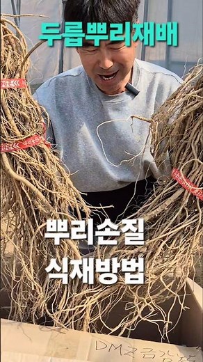 두릅 10년 농사꾼이 식재 방법 #서비모해 #산림경영 #두릅재배