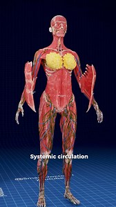 60K views · 896 reactions | Le circuit sanguin principal du corps :...