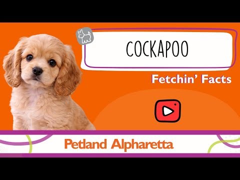 Puppy Alert! Cockapoo Facts That Will Melt Your Heart