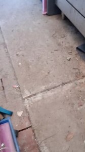 42K views · 248 reactions | Carpet python in greenbank | Harrison's Gold Coast and Brisbane Snake Catcher | Facebook