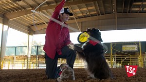 23K views · 815 reactions | The wonder dogs Reride and Cheddar steal the show as the Australian Shepherds display their skills alongside rodeo entertainer Brinson James. Get to know the bond between man and man’s best friend in Life With Pets Presented By Tractor Supply Co. | PBR | Facebook