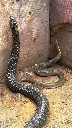 The most misunderstood snake in Bengal – stop! 😮 Know the truth