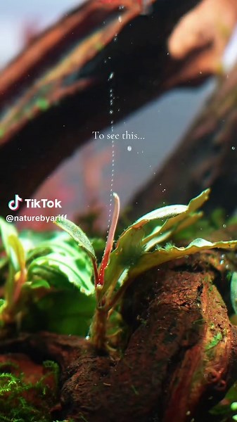 Achieving Aquarium Plant Pearl: CO2, Lighting, Waterchange & More!