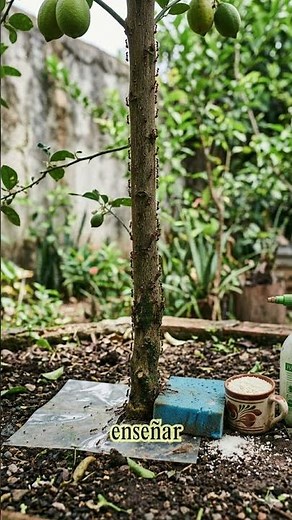 How to get rid of ants and leafcutter ants.