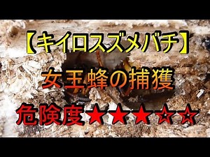 【Japanese yellow hornet】 ,the most dangerous queen hornet in Japan
