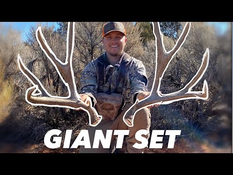 BIG BROWN MULE DEER SHEDS
