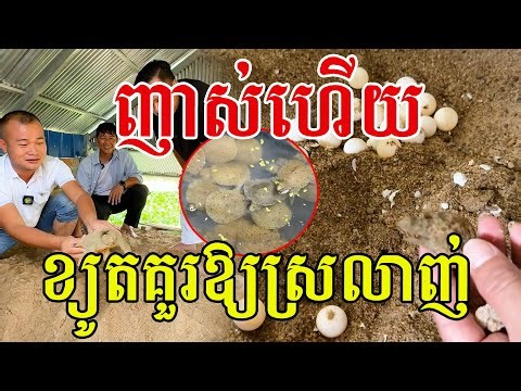 ញាស់រវាម ខ្យូតគួរឱ្យស្រលាញ់ ចិញ្ចឹមលេងៗ លុយចូលមែនទែន