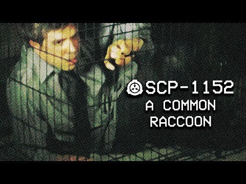 SCP-1152 - A Common Raccoon : Object Class - Safe : Cognitohazard SCP