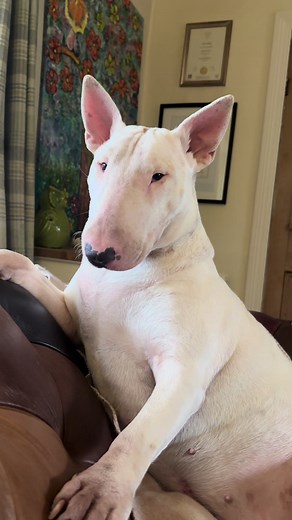Understanding the English Bull Terrier Personality